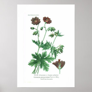Platypetalum Poster