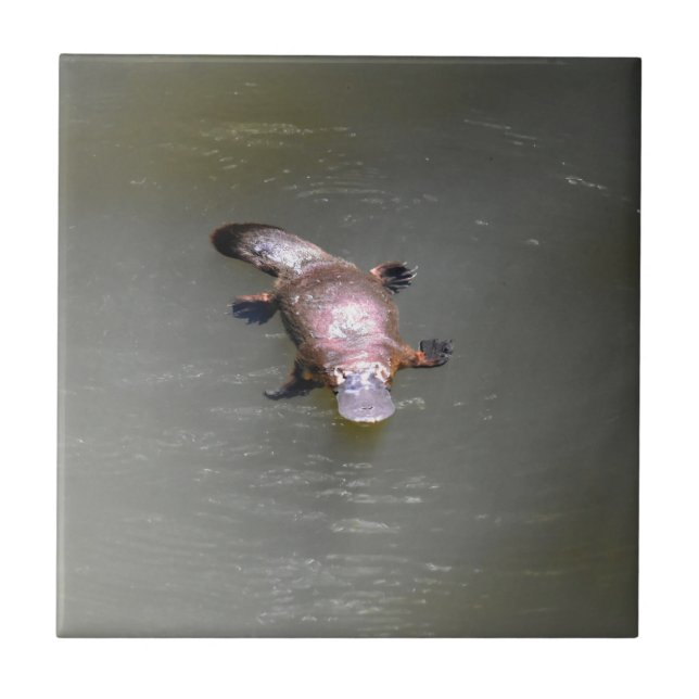 PLATYPUS EUNGELLA NATIONALPARK AUSTRALIEN FLIESE (Vorderseite)