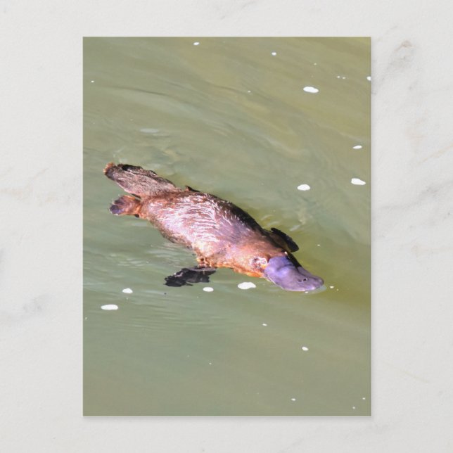 PLATYPUS IN WASSER EUNGELLA AUSTRALIA POSTKARTE (Vorderseite)