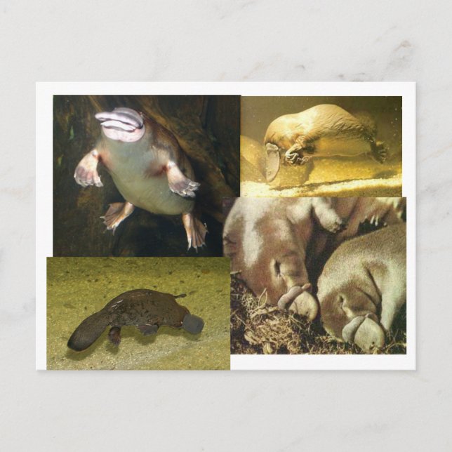 Platypus Panorama Postkarte (Vorderseite)