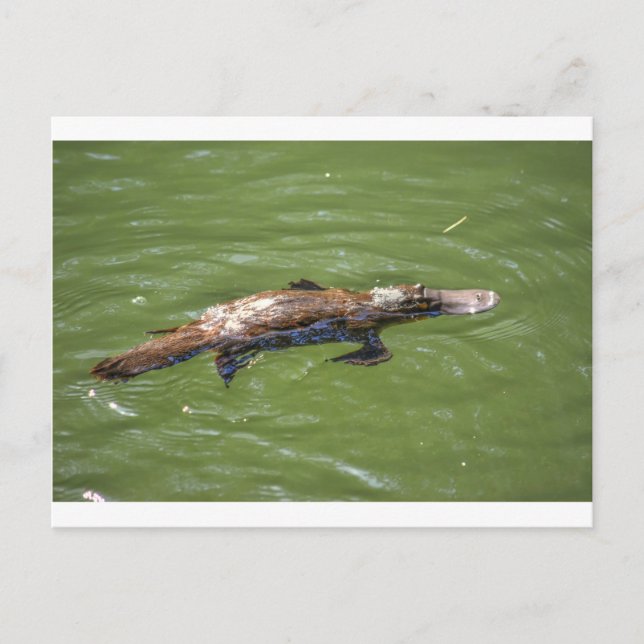 PLATYPUS QUEENSLAND AUSTRALIA POSTKARTE (Vorderseite)