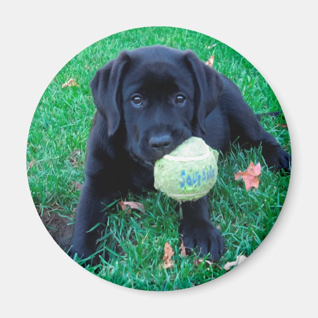 Play Ball - Labrador Puppy - Black Lab Magnet (Vorne)