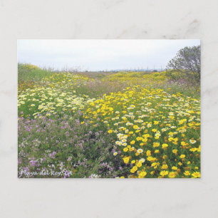 Playa del Rey Wildblumen - Mike Izzo Postkarte