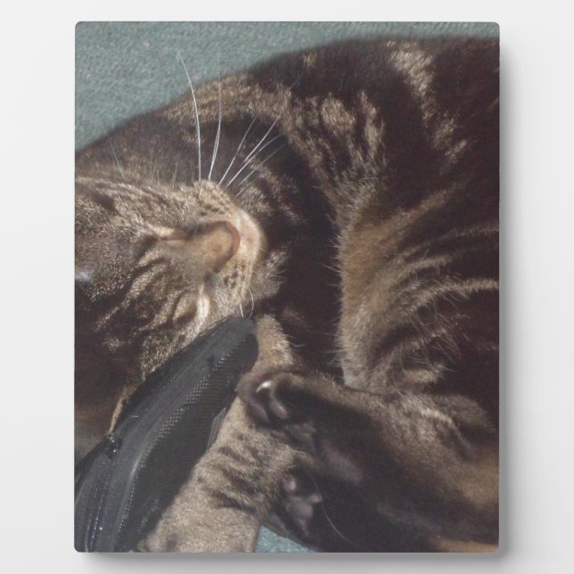 Playful Dave Fotoplatte (Vorderseite)