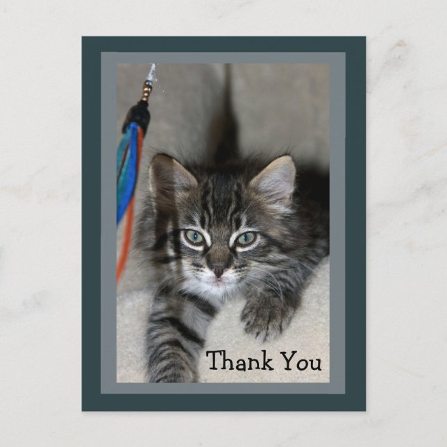 Playful Kitten Kimber Vielen Dank Postcard Postkarte (Vorderseite)
