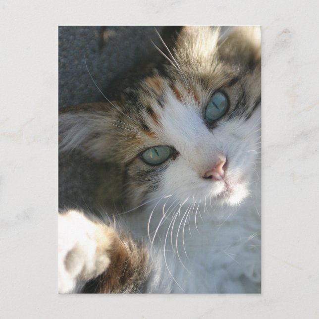 Playful Kitty Postkarte (Vorderseite)