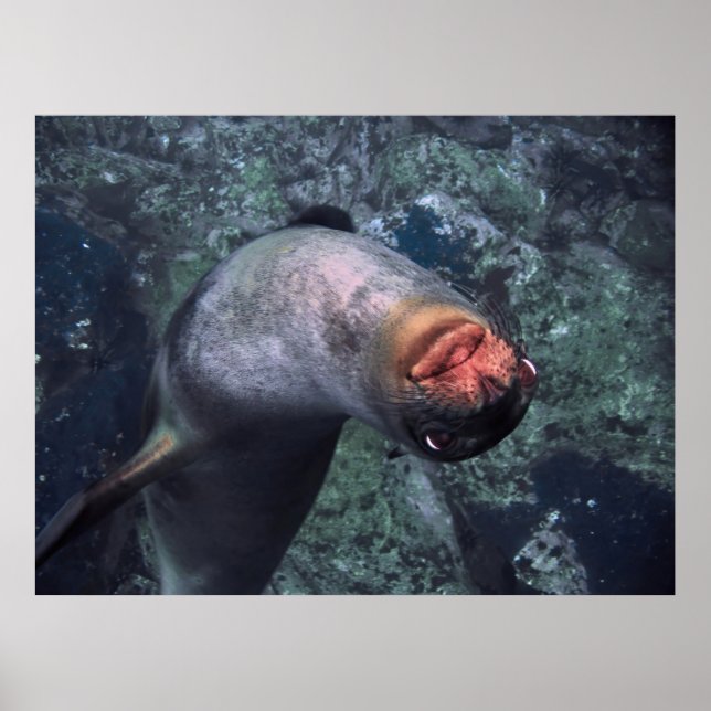 Playful Sea Lion Poster (Vorne)