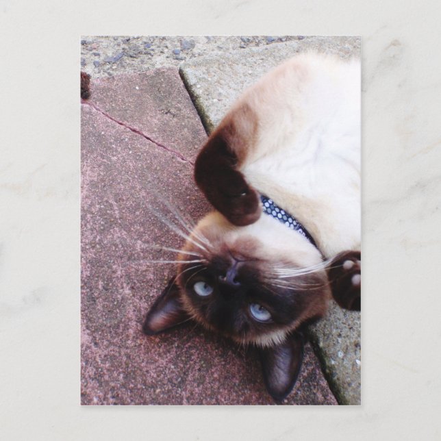 Playful Siamese Postkarte (Vorderseite)