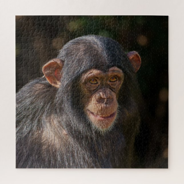 Playful Soul – Baby Chimpanzee Close-Up (Vertikal)