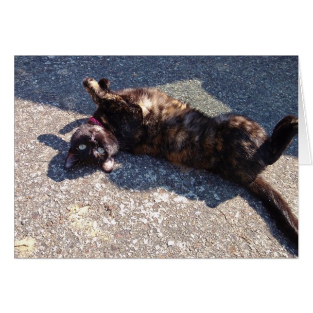 Playful Tortoiseshell Cat (Vorderseite (Horizontal))