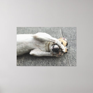 Playful White Dog Lying on Back Hiding Face with P Leinwanddruck