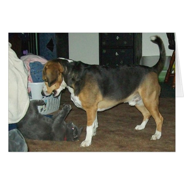 Playtime - Chien Beagle et chat bleu russe (Devant Horizontal)