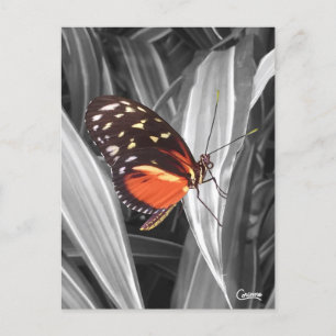 Pleasantville Butterfly - Postkarte