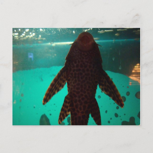 Pleco Postkarte (Vorderseite)