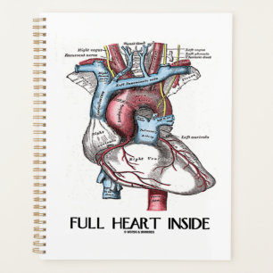 Plein coeur à l'intérieur de l'illustration anatom