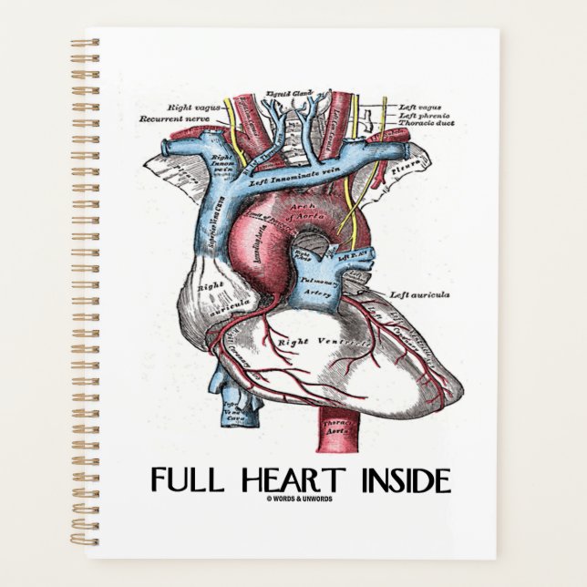 Plein coeur à l'intérieur de l'illustration anatom (Devant)