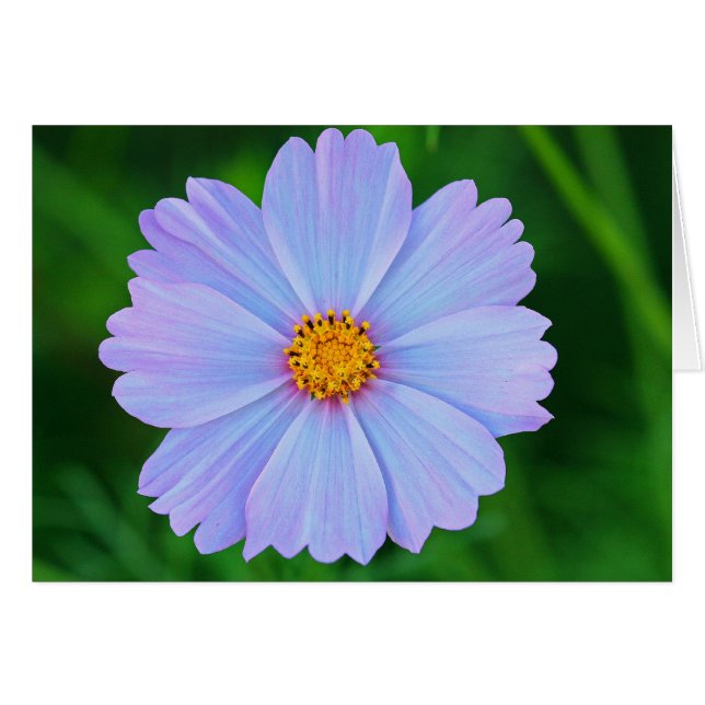 Plein d'étoiles (Devant horizontal)