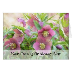 Pleine floraison - Hellebores !