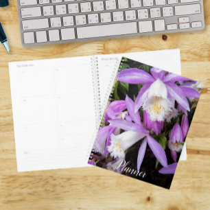 Pleione Fensterbank-Orchideen Blumen Planer