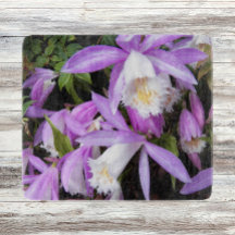 Pleione Windows Orchids Floral