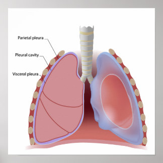 Pleura und Pleuraposter Poster