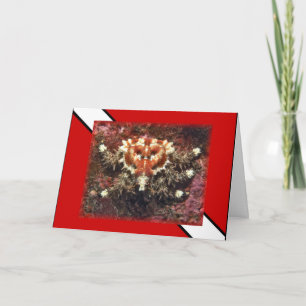 Plongée sous-marine Crabe du coeur - Carte