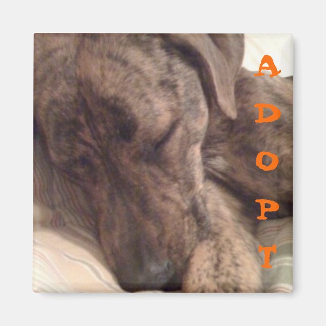 Plott Hound Magnet (Vorne)