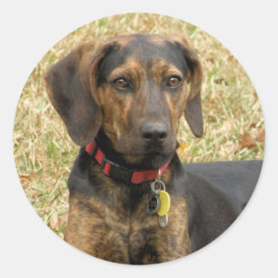 Plott Hound Runder Aufkleber