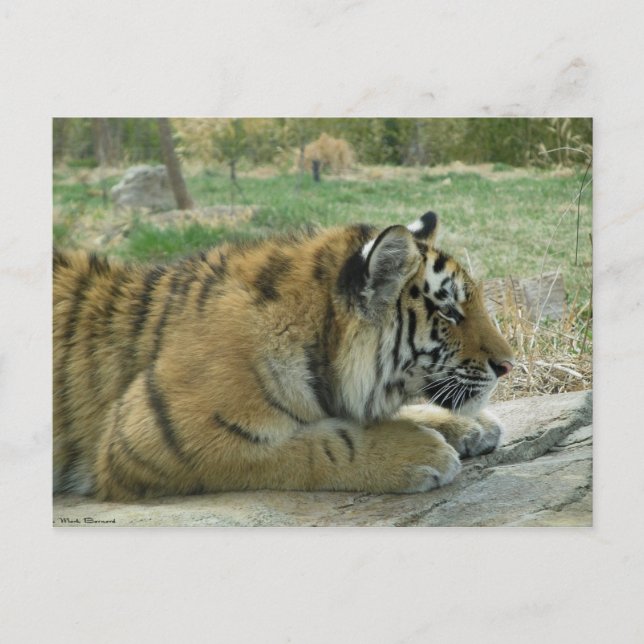 Plotting Kitty Wickedness! Postkarte (Vorderseite)