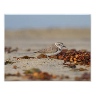Plover und Algen Fotodruck