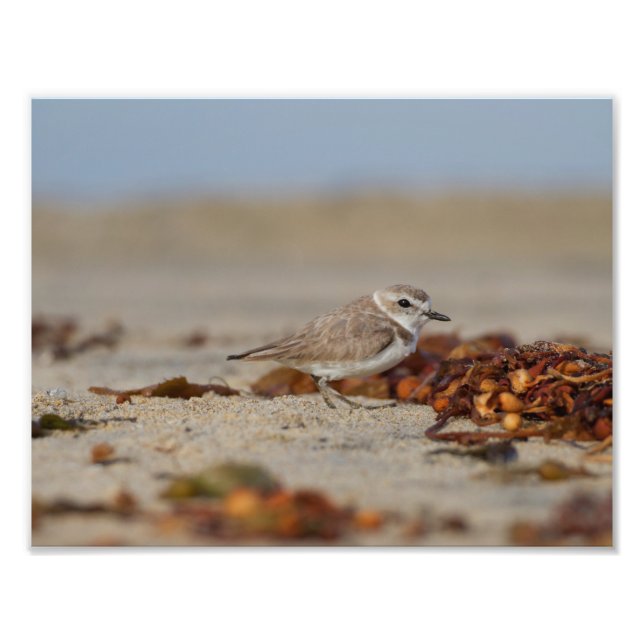 Plover und Algen Fotodruck (Vorne)