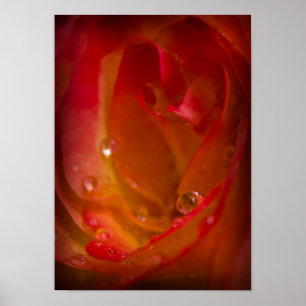 Pluie gouttes sur le Rose 4 Poster