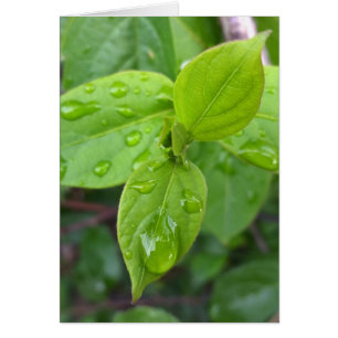 Pluie sur les feuilles