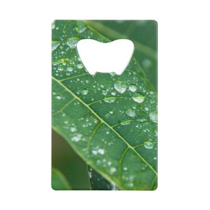 Pluies sur la feuille de Papaya tropicale