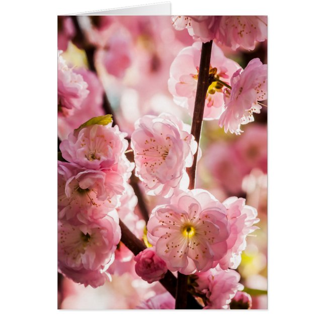 Plum à fleurs - Paradize rose (Devant)