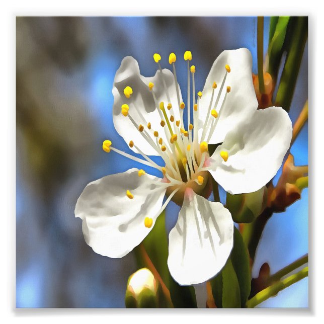 Plum Blossom Botanische Kunst Fotodruck (Vorne)
