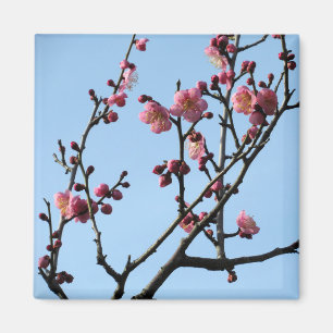 Plum Blossom: Japan Magnet