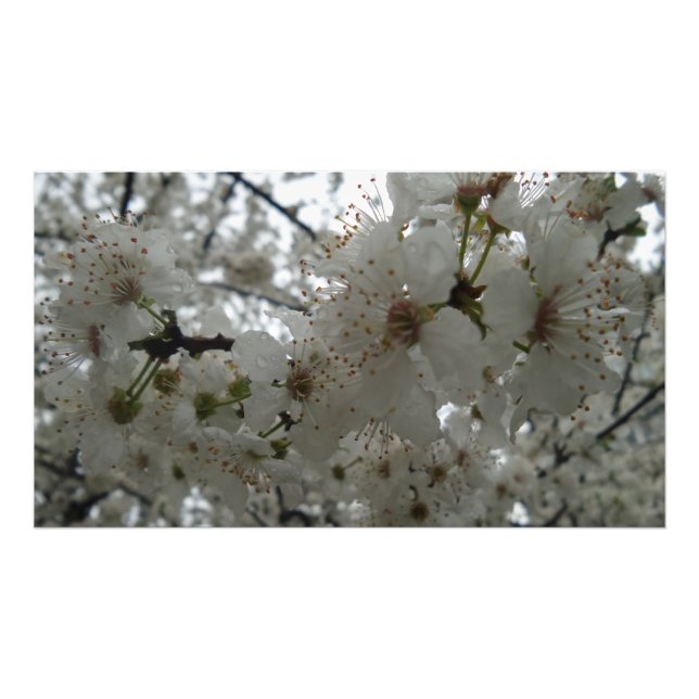 Plum Blume Kodak beruflich Foto Paper (Vorne)