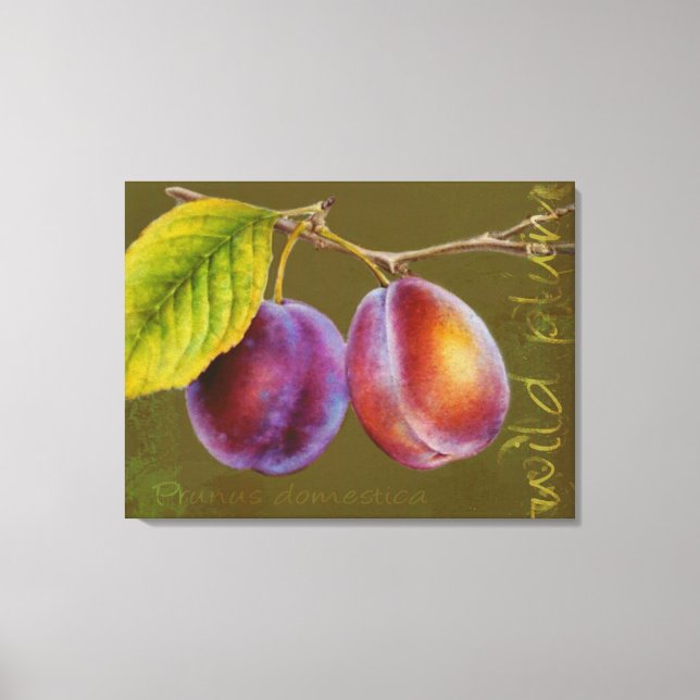 Plum sauvage - Prunus domestica toile d'art (olivi (Recto)