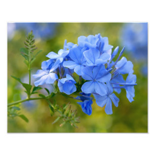 Plumbago - blaue Sommer-Blumen-Blumenphotographie Fotodruck