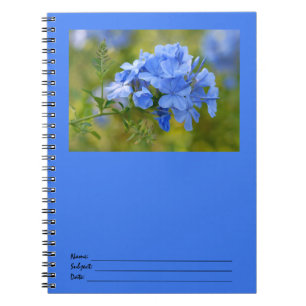 Plumbago - blaues Sommer-Blumen-Bild Notizblock