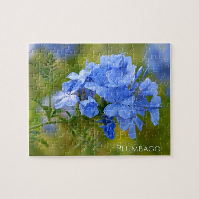 Plumbago - Blue Summer Blume Blumenfotografie (Horizontal)