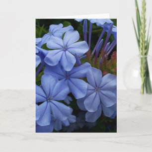 Plumbago Dankeskarte