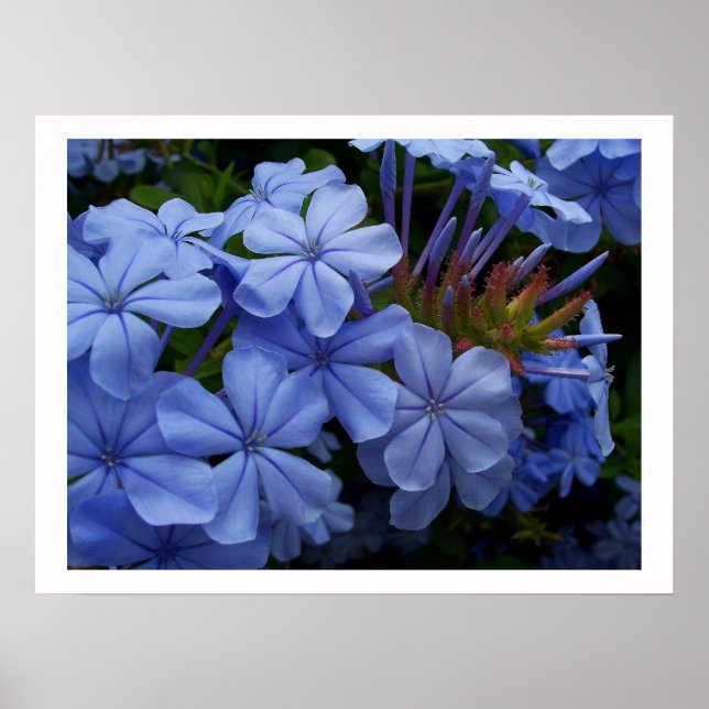 Plumbago Poster (Vorne)