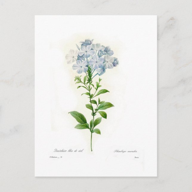 Plumbago Postkarte (Vorderseite)