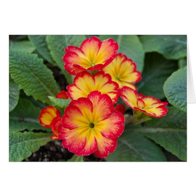 plume (Devant horizontal)