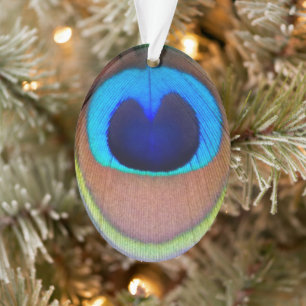 Plume de paon coloré Eyespot