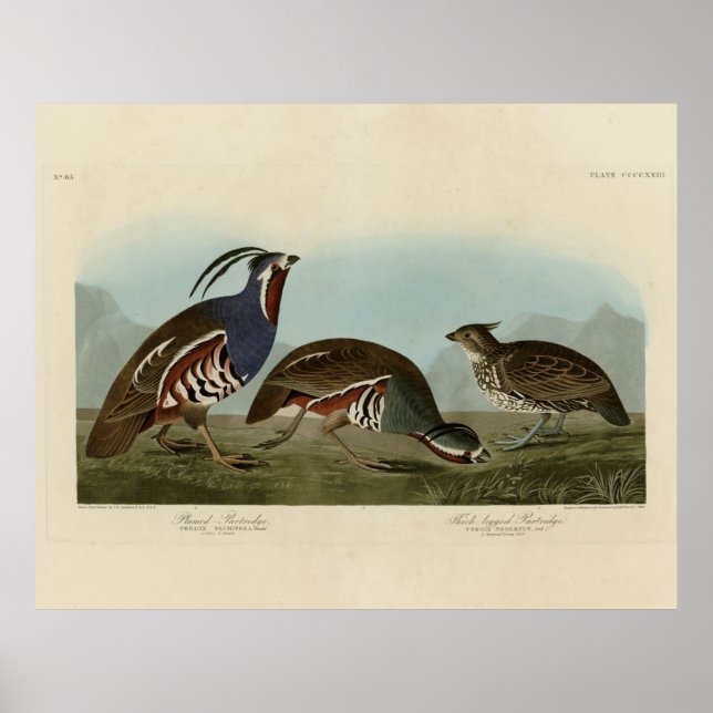 Plumed & Thick-legged Partridges - Audubon's Birds Poster (Vorne)