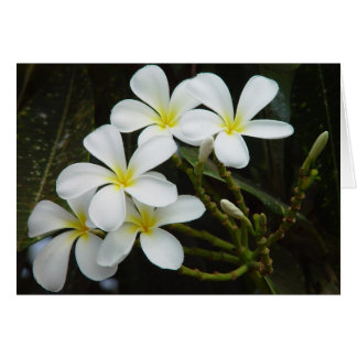 Plumeria