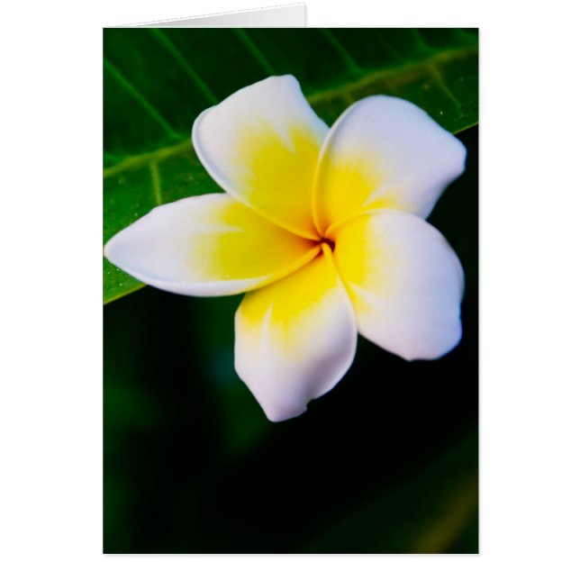 Plumeria (Vorne)